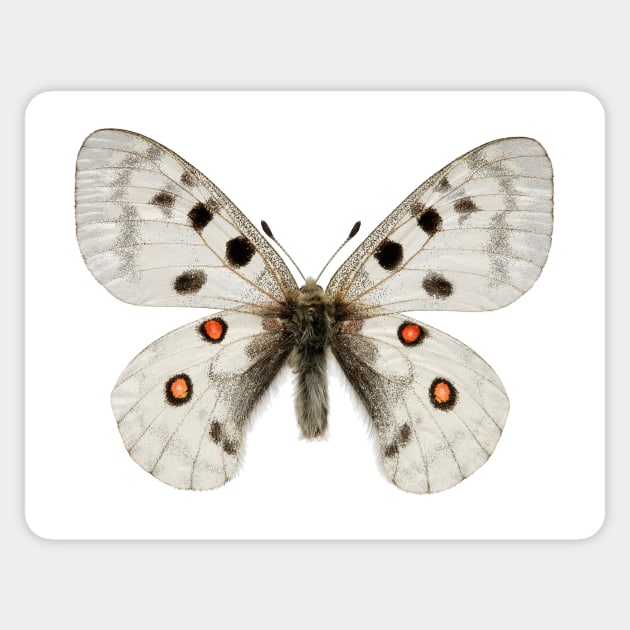 Apollo butterfly (C010/1309) Sticker by SciencePhoto